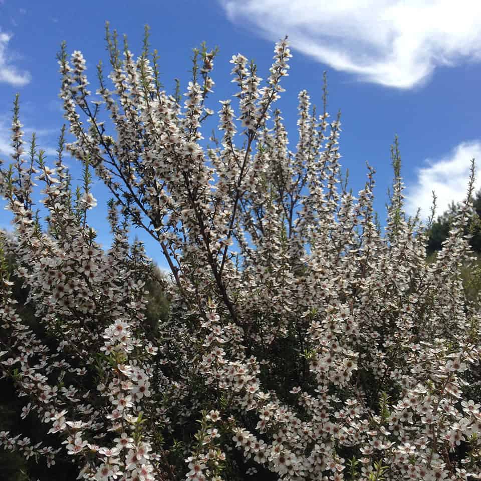 UMF Certified Manuka Honey