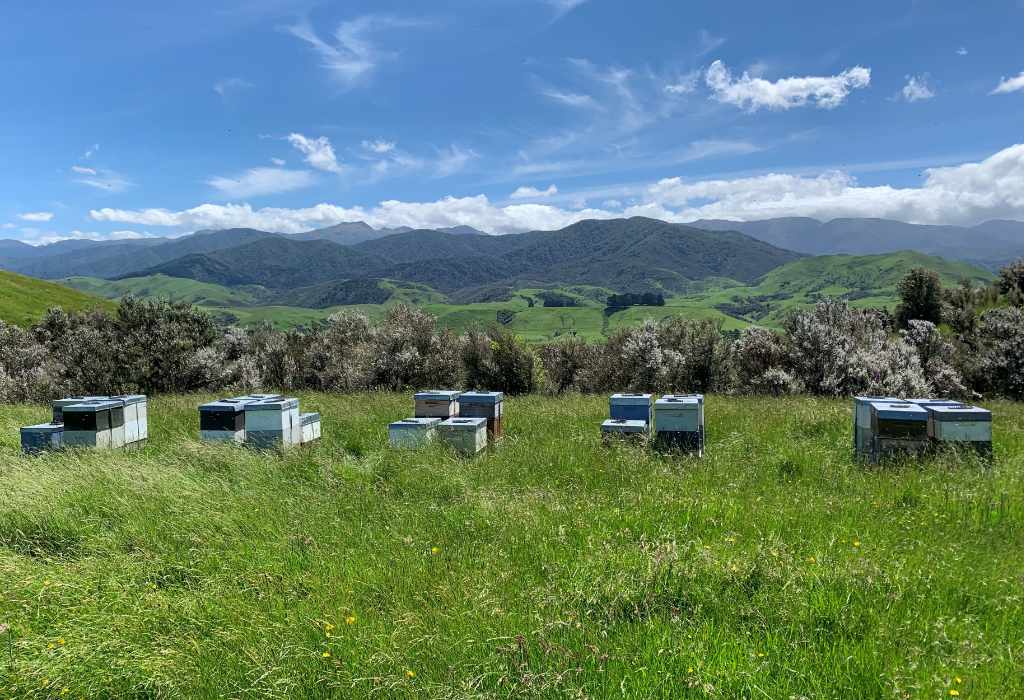 Mountain Gold Manuka Honey Bee Hives and mountains