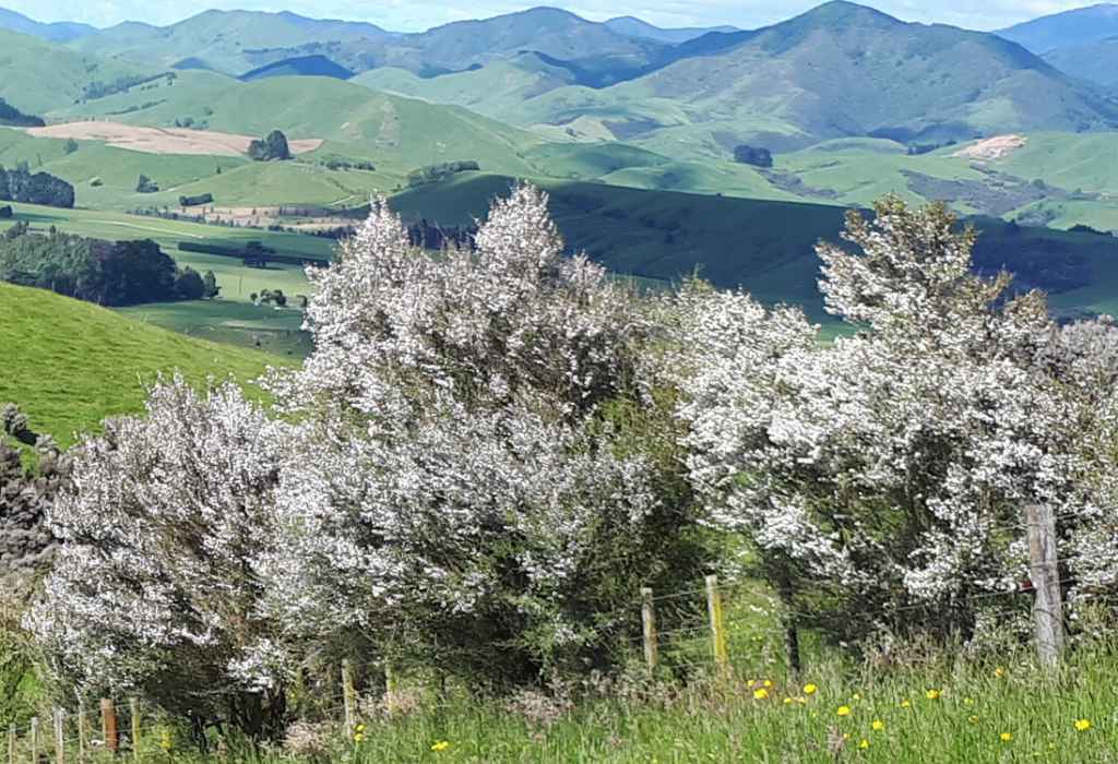 Mountain Gold Manuka PLants and mountains