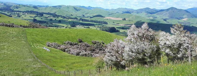 Mountain Gold Manuka Honey Bee Hives and mountains