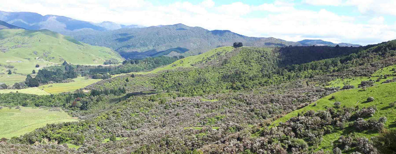 Mountain Gold Manuka and mountains