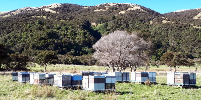 BEE HIVES MANUKA HONEY FROM NEW ZEALAND