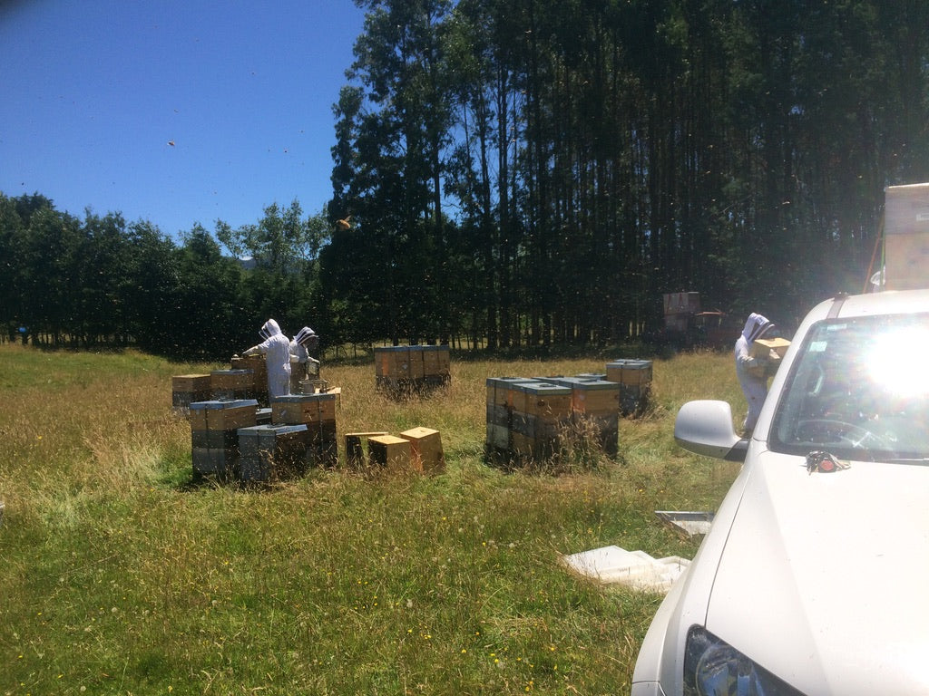 Behind the Hives: How Mountain Gold Manuka Honey Is Sourced from Mount Bruce, New Zealand
