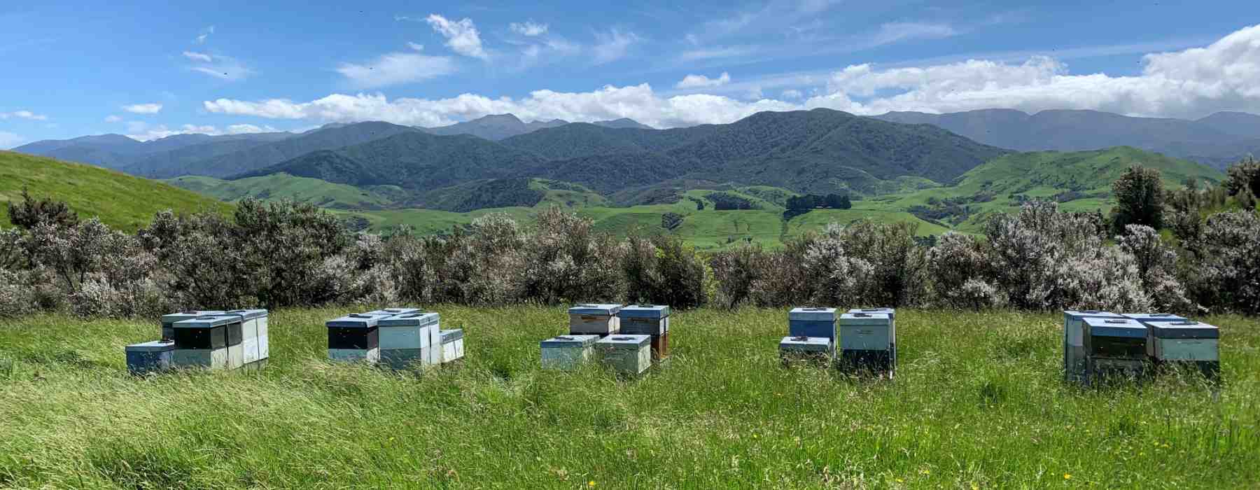 Mountain Gold Manuka Honey Bee Hives and mountains